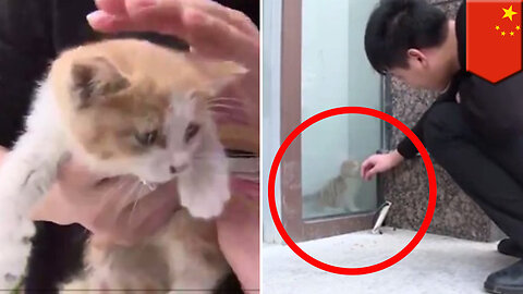 Kitten rescue: Unlucky kitten rescued after trapped behind glass wall for three days - TomoNews