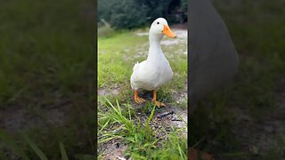 Befriending a Duck so it doesn’t peck us to death #short #duck