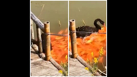 🔴The duck feeds the fish🦆