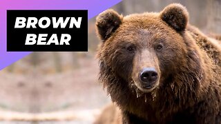 Brown Bear 🐻 Cute But Deadly At The Same Time!
