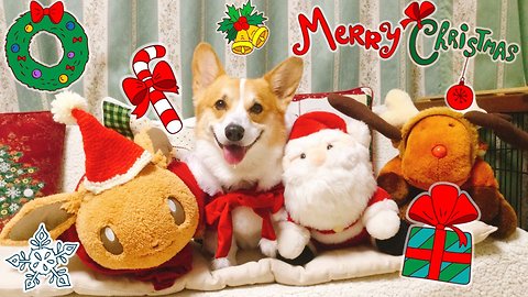 Happy corgi is more than ready to celebrate Christmas