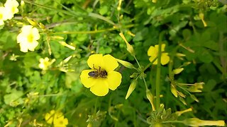 a worker bee collecting pollen