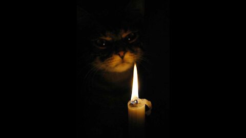 cat playing with candle