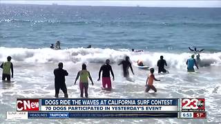 Dog surfing event in Huntington Beach Saturday