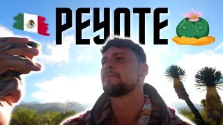 Eating Psychedelic Cactus In Mexican Desert | My Peyote Experience 🇲🇽