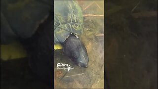 Catching a Turtle in Underwater Fishing Footage