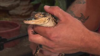 Reptile rescue organization planning to open a Twin Falls zoo