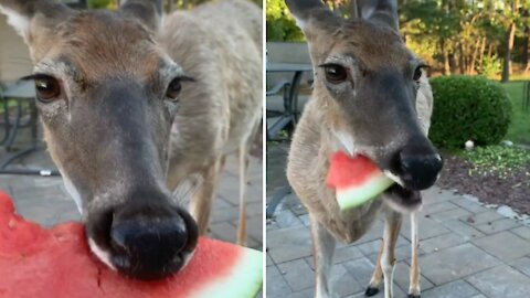The deer running after the watermelon in the hands of its owner