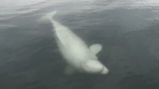 Rare beluga whale encounter off the coast of Nova Scotia