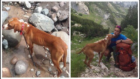 Couple adopt starving dog they found while hiking in Montenegro