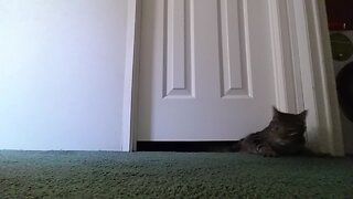 Kitty Wiggles his way under a Door