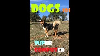 DOGs SUPER Computer| Australian Male Tracking | Dog Easy 101 | Good Boy