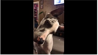 Confused Great Dane delivers hilarious head tilts