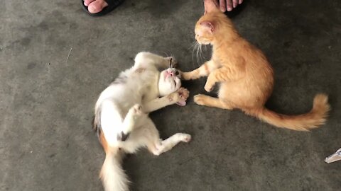 Two street kittens' playing.