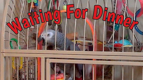 Parrot Makes Menu Requests While Imitating Sound Of Metal Utensils