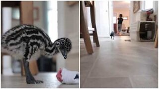 Baby emu happily plays with little kid