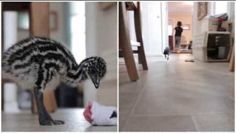 Baby emu happily plays with little kid