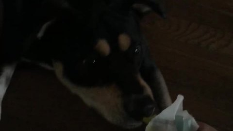 Dog hilariously freaked out by slice of pickle