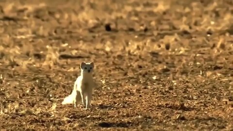 OMG! Big Eagle Kidnap a Leopard Cub, Mother Leopard Rushes To Attack Eagle But Can't Save Her 76 9