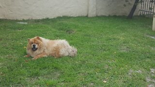 CHOW CHOW - DOG BREED - CREATURE IN THE GRASS
