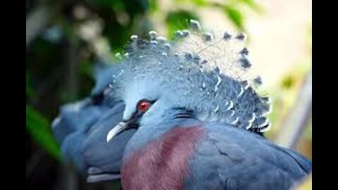 Top 10 Exotic Most Beautiful Birds In The World