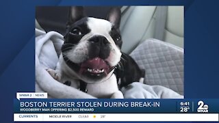 Boston Terrier stolen during break-in