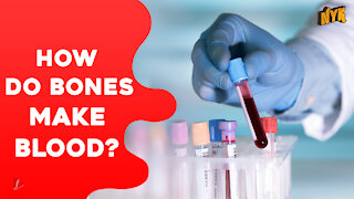How Do Bones Make Blood?