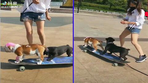 Animal Lover Shorts - Doggie Trained Crash Course