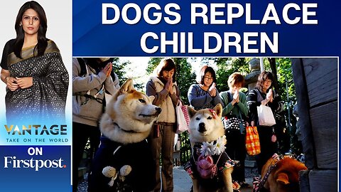 WATCH: When Dogs Got Blessings in Place of Children in Japan | Vantage with Palki Sharma