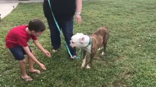 Dog shot and run over now has a loving new home