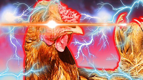 rage rage RAGE CHICKEN!!!!! 2 - #1