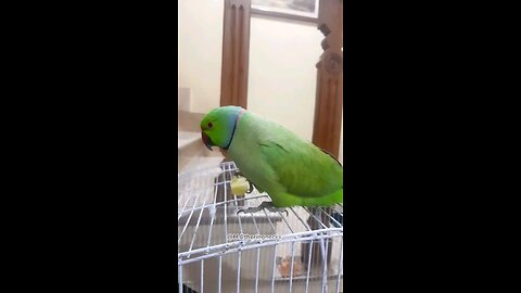 Indian ringneck eating potato