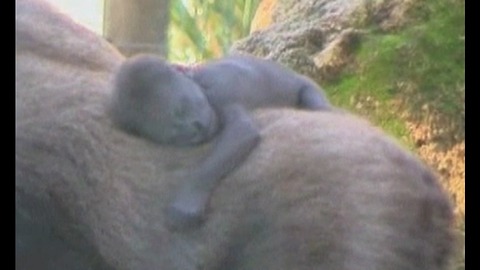 Newborn Baby Gorillas