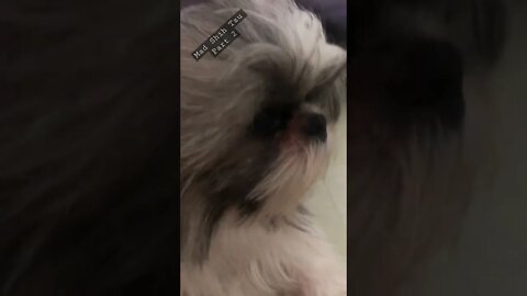 My Shih Tzu is Mad as Furmom don't pay attention | Mad Shih Tzu - Part 2