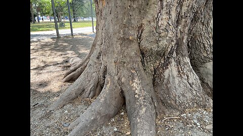 This tree is massive.