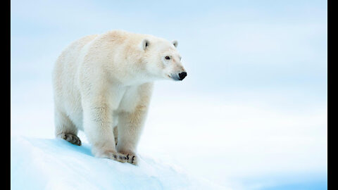 Polar bear fox hunter