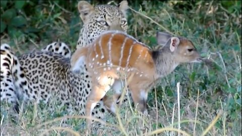 The Last Moments of A Baby Buck Before Get Killed...!