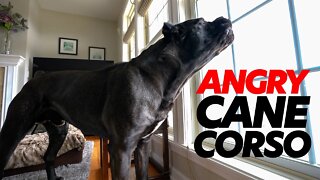 ANGRY Cane Corso RAW Home Video 😡