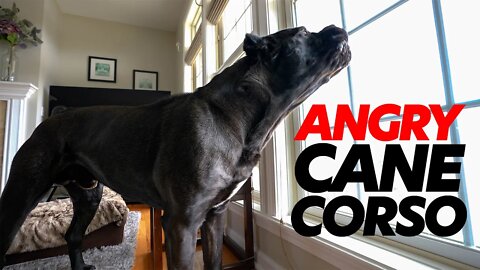 ANGRY Cane Corso RAW Home Video 😡