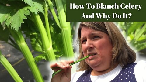 How To Blanch Celery | Is It Necessary?