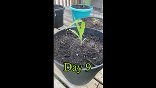 Plant growth daily update day 9