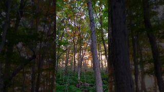 Golden reflections on the trees