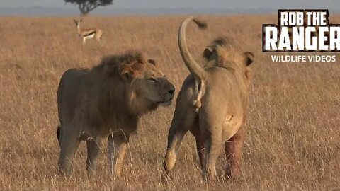 Lions Reunite (Bila-Shaka Males)| Maasai Mara Safari | Zebra Plains