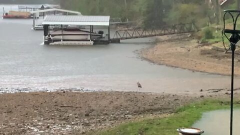 Heron Eats a Fish