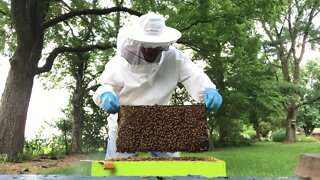 JULY 6 (and 7) 2019 - Looking for Queen cells in Hive #2