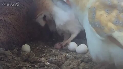 The birth of an owl