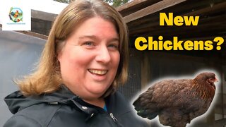 We Are Getting New Chickens | Partridge Chantecler | Dual Purpose Canadian Heritage Breed