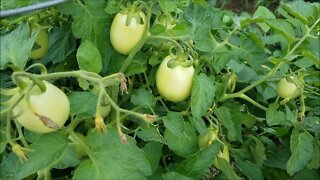 Oh, no! Not this! Tomato Hornworm damage