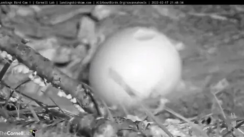 🥚 Great Horned Owl Egg Has Pipped 🦉 2/17/22 21:42