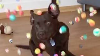 Puppy overwhelmed with abundance of bouncy balls